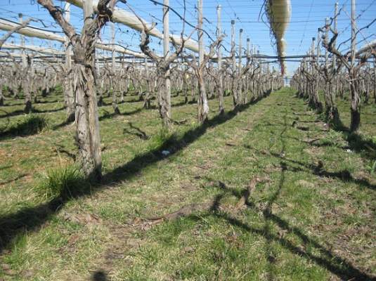 Inerbimento vigneto