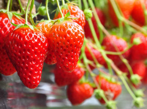 La linea fragola di Biogard® difesa fragola biogard