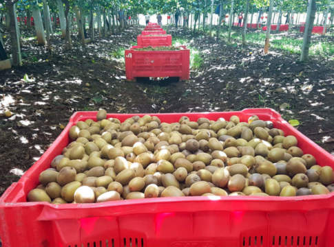 Kiwi Zespri, partenza sprint. Ottime prospettive di mercato kiwi zespri