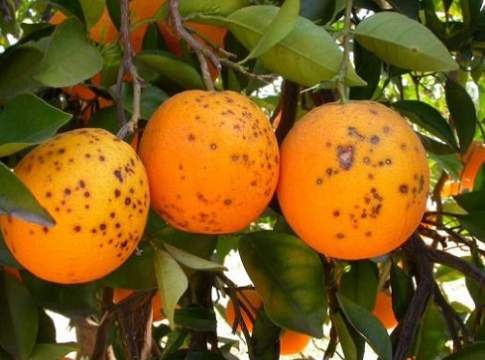 macchia nera agrumi