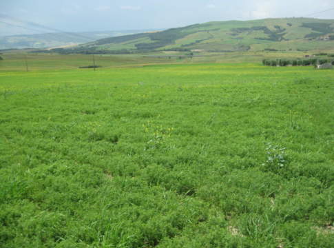 leguminose da granella