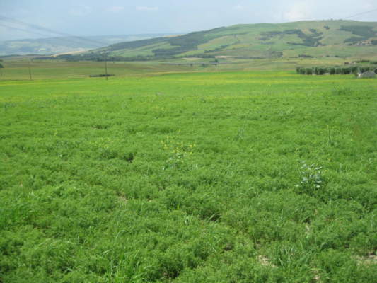 leguminose da granella