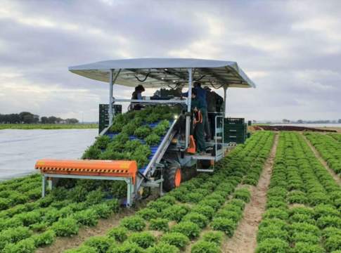 raccoglitrice ortomec lattuga