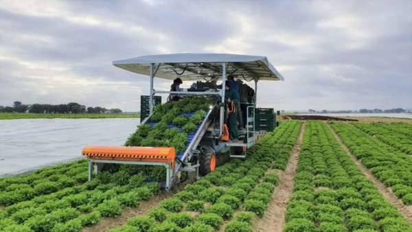 raccoglitrice ortomec lattuga