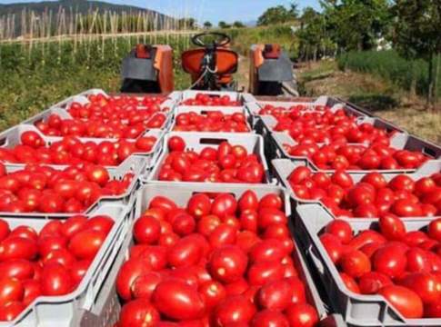 Codice etico pomodoro industria
