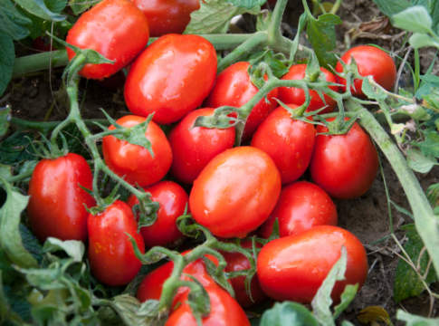 pomodoro da industria
