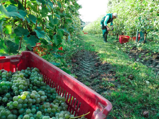 vendemmia