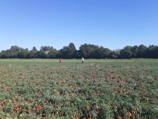 pomodoro da industria