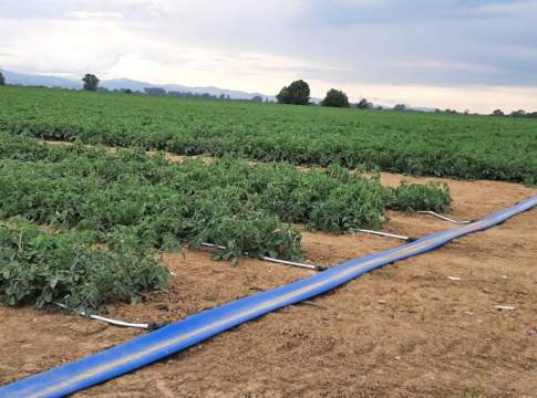 Pomodoro da industria, l’ala gocciolante che allontana gli insetti pomodoro da industria