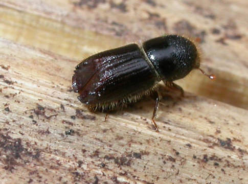 Abeti colpiti dal bostrico, il Friuli stanzia un milione per gli indennizzi bostrico