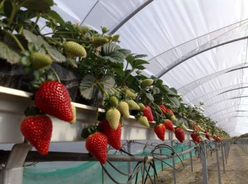 Geoplant, tutti pazzi per le californiane