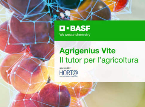 Agrigenius vite, la soluzione digitale Basf per il settore vitivinicolo agrigenius vite