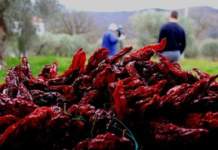 Basilicata, aiuti per i produttori del peperone di Senise peperone di senise