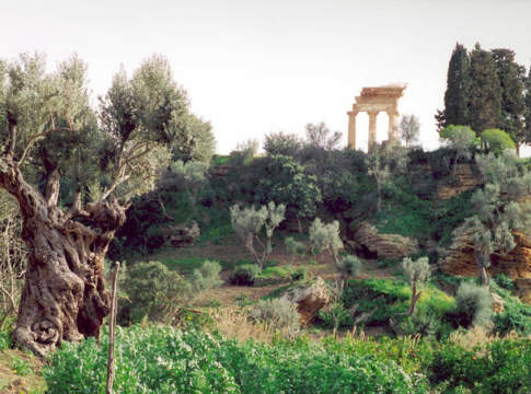 Sicilia, dalla Regione 400mila euro per preservare le risorse genetiche vegetali della Valle dei Templi biodiversità