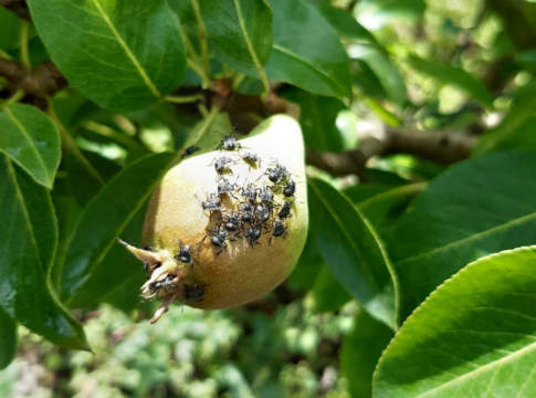 Cimice asiatica, in Emilia-Romagna beffa sui rimborsi. «Regole da cambiare» cimice asiatica