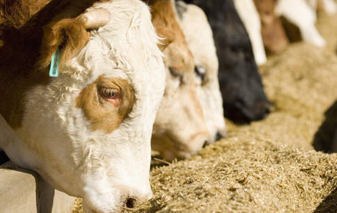 Cereali foraggeri e farine proteiche, poche variazioni nei listini