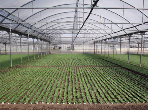 Donatella F1 e Autella F1: i ravanelli precoci per le produzioni autunno-invernali di Vilmorin ravanello vilmorin