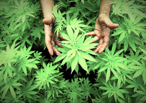 Cenerentola Canapa al gran ballo del Mipaaf