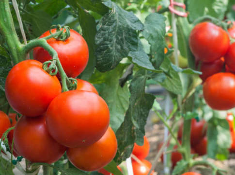 Nissorun Plus di Certis efficacia anti-resistenza acaricida nissorun plus