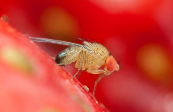 Drosophila suzukii