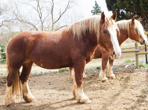 Iva ridotta per gli allevamenti equini, Confagricoltura esulta Iva