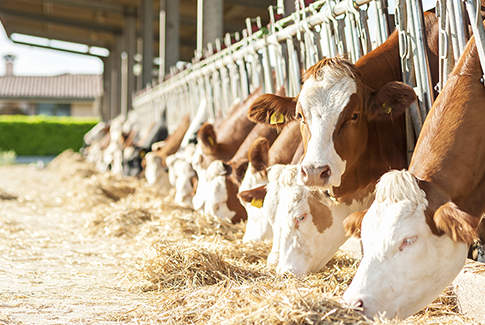 Soia, i prezzi nazionali tornano a salire. Ulteriore calo per le farine proteiche