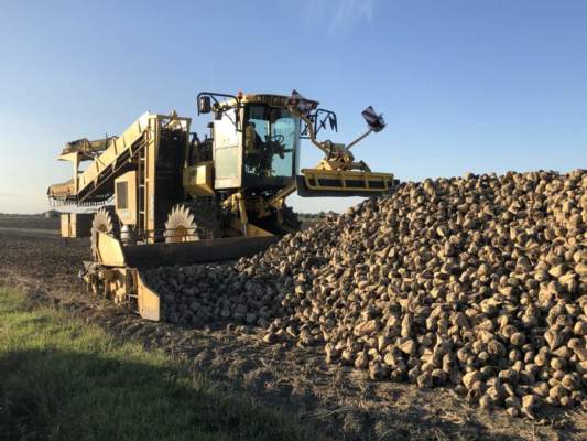 barbabietola da zucchero