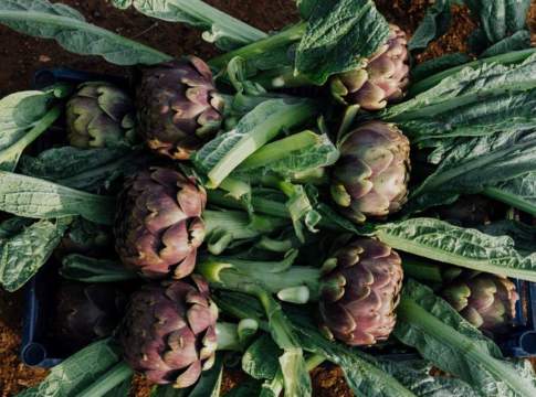 Carciofo Romanesco, un piano per rilanciare l’Igp del Lazio e smascherare i falsi carciofo romanesco