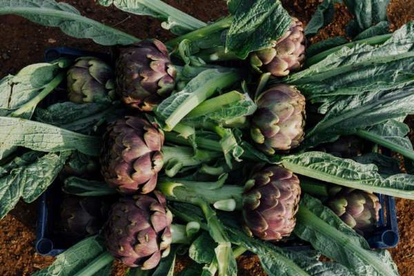 carciofo romanesco