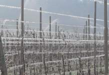 Gelate primaverili, in Trentino parte la difesa antibrina nei meleti gelate