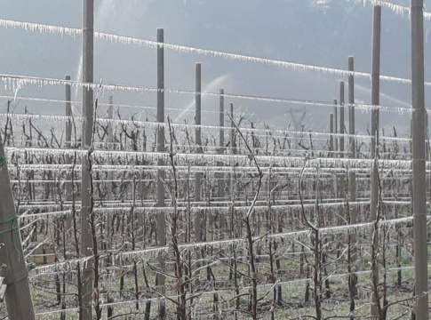Gelate primaverili, in Trentino parte la difesa antibrina nei meleti gelate