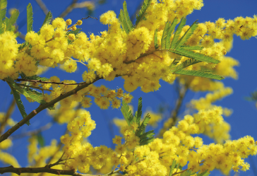8 marzo, boom nella vendita delle mimose