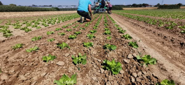 malerbe sarchiatura lattuga oliver agro