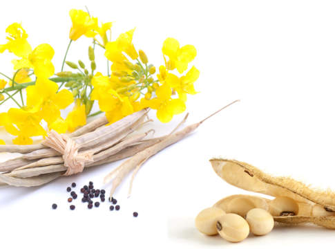 Soia, i rialzi non si fermano. Colza ai massimi in Europa