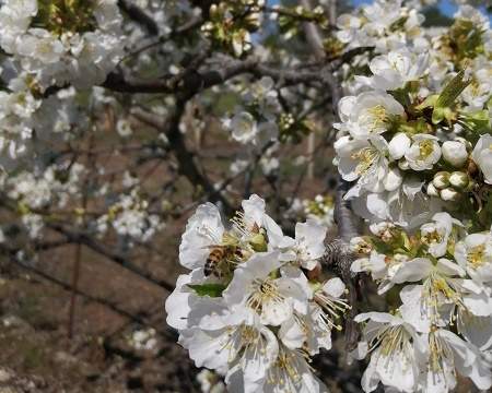 Api & co., allarme dell’Ispra: “Non c’è agricoltura senza impollinatori” api