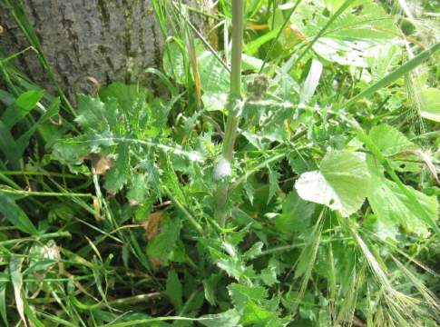 Xylella piano azione 2021