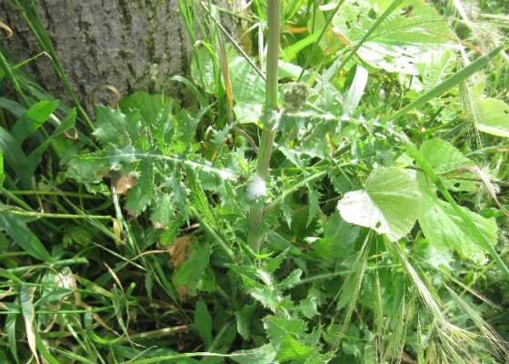 Xylella piano azione 2021