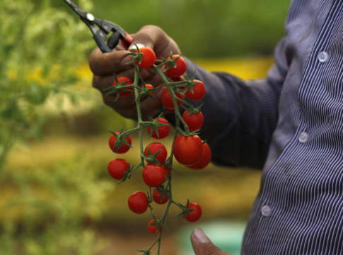 Biologico, nell’ultimo anno vendite trascinate dall’e-commerce biologico