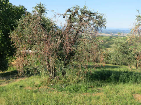 frantoi oleari indennizzi