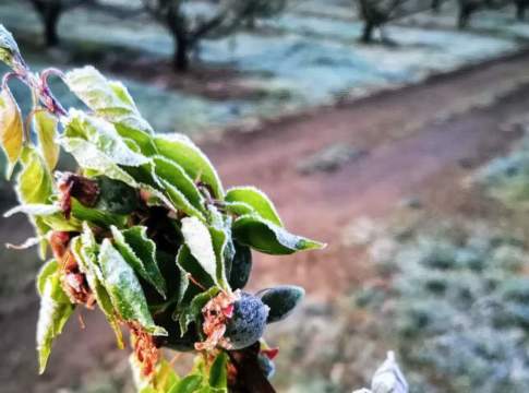 Pesche, albicocche e susine: in Toscana produzione giù del 70% per colpa delle gelate gelate
