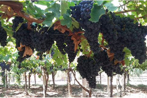 ILSAC-on, 10 e lode! biostimolante ilsac-on