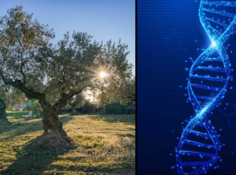 Progetto Olgenome: il completamento del sequenziamento del genoma dell’olivo progetto olgenome