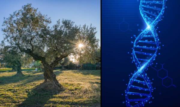 progetto olgenome