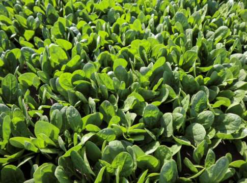 peronospora dello spinacio