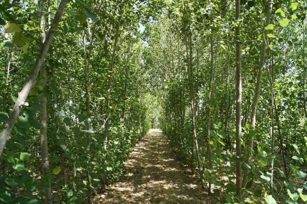 Biorimedio fito-assistito