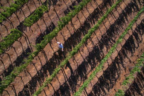 peronospora in fioritura