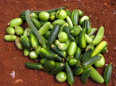 Settimana biodiversità pugliese