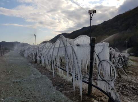 Gelate, in Emilia-Romagna bando da 6,5 milioni per le difese gelate