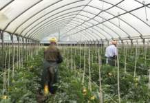 Operai agricoli: tutte le tutele previste dal nuovo contratto