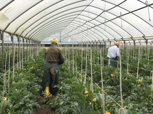 Operai agricoli: tutte le tutele previste dal nuovo contratto